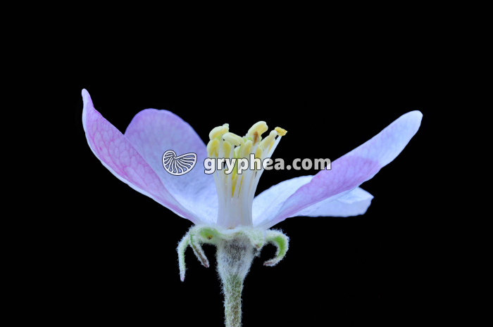 Pommier (Mallus sp.) - Fleur vue de profil - gryphea.com